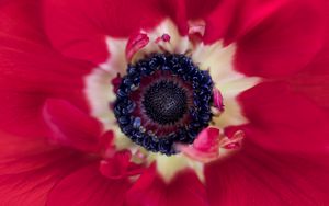 Preview wallpaper flower, macro, plant