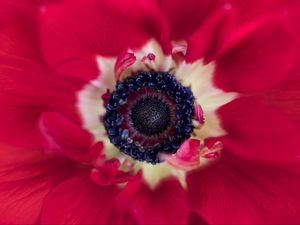 Preview wallpaper flower, macro, plant