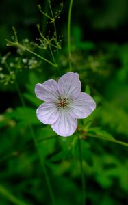 Preview wallpaper flower, macro, plant, purple, wild
