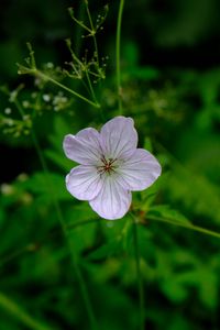 Preview wallpaper flower, macro, plant, purple, wild