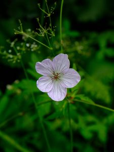 Preview wallpaper flower, macro, plant, purple, wild