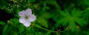 Preview wallpaper flower, macro, plant, purple, wild