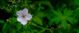 Preview wallpaper flower, macro, plant, purple, wild