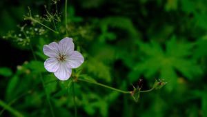 Preview wallpaper flower, macro, plant, purple, wild