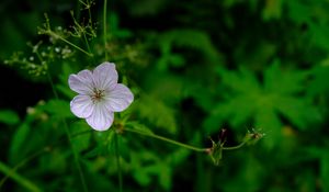 Preview wallpaper flower, macro, plant, purple, wild