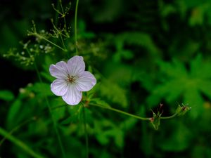 Preview wallpaper flower, macro, plant, purple, wild