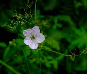 Preview wallpaper flower, macro, plant, purple, wild