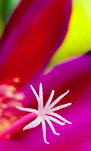 Preview wallpaper flower, macro, pollen, pink, blur
