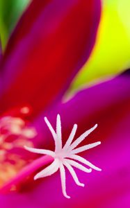 Preview wallpaper flower, macro, pollen, pink, blur