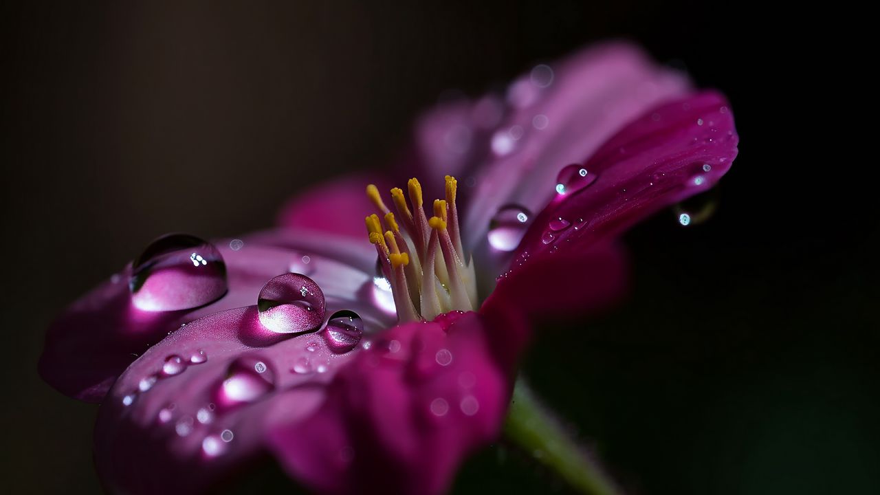 Wallpaper flower, macro, pollen, drops