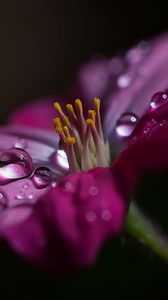 Preview wallpaper flower, macro, pollen, drops