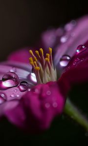 Preview wallpaper flower, macro, pollen, drops