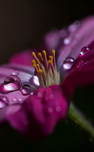 Preview wallpaper flower, macro, pollen, drops