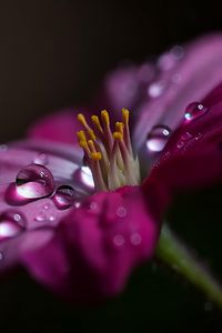 Preview wallpaper flower, macro, pollen, drops