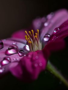 Preview wallpaper flower, macro, pollen, drops