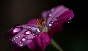 Preview wallpaper flower, macro, pollen, drops