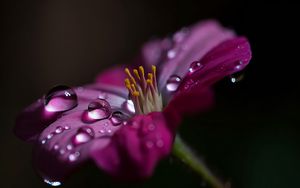 Preview wallpaper flower, macro, pollen, drops