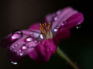 Preview wallpaper flower, macro, pollen, drops