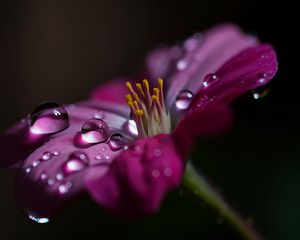 Preview wallpaper flower, macro, pollen, drops