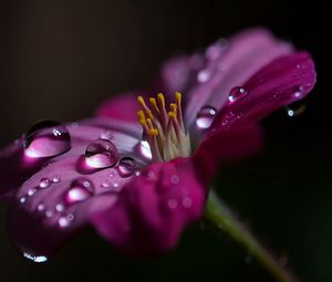 Preview wallpaper flower, macro, pollen, drops