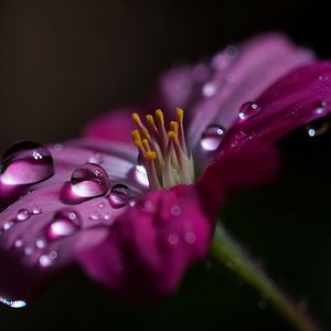 Preview wallpaper flower, macro, pollen, drops