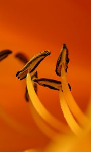 Preview wallpaper flower, macro, pollen, orange