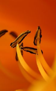 Preview wallpaper flower, macro, pollen, orange