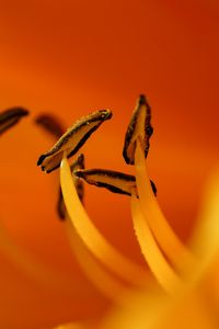 Preview wallpaper flower, macro, pollen, orange