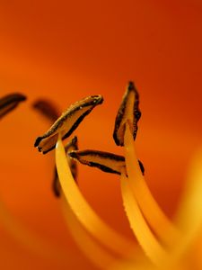 Preview wallpaper flower, macro, pollen, orange