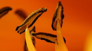 Preview wallpaper flower, macro, pollen, orange