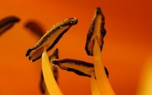 Preview wallpaper flower, macro, pollen, orange