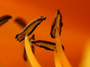 Preview wallpaper flower, macro, pollen, orange