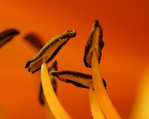 Preview wallpaper flower, macro, pollen, orange