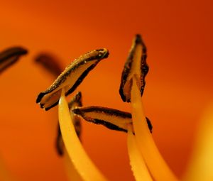 Preview wallpaper flower, macro, pollen, orange