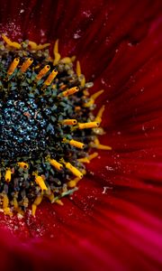 Preview wallpaper flower, macro, pollen, petals