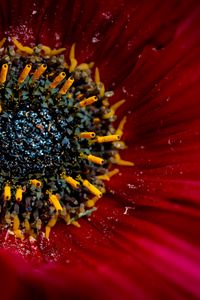 Preview wallpaper flower, macro, pollen, petals