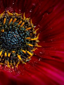 Preview wallpaper flower, macro, pollen, petals