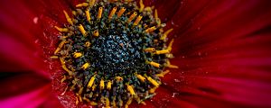 Preview wallpaper flower, macro, pollen, petals