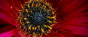 Preview wallpaper flower, macro, pollen, petals