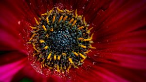 Preview wallpaper flower, macro, pollen, petals