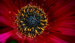 Preview wallpaper flower, macro, pollen, petals