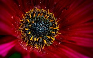 Preview wallpaper flower, macro, pollen, petals