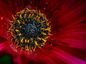 Preview wallpaper flower, macro, pollen, petals