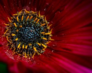 Preview wallpaper flower, macro, pollen, petals