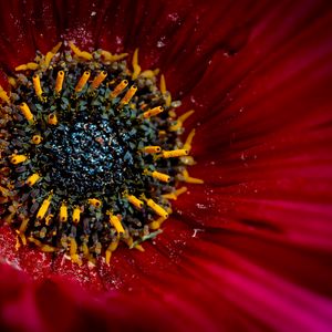 Preview wallpaper flower, macro, pollen, petals