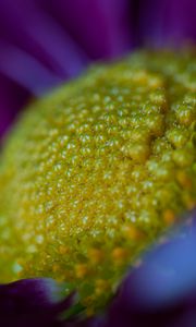 Preview wallpaper flower, macro, pollen