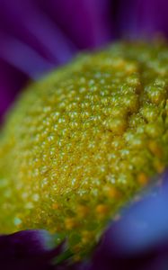 Preview wallpaper flower, macro, pollen