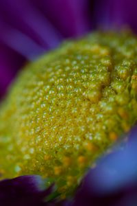 Preview wallpaper flower, macro, pollen