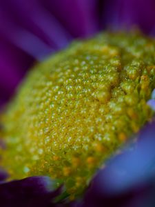 Preview wallpaper flower, macro, pollen