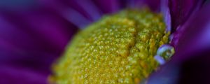 Preview wallpaper flower, macro, pollen